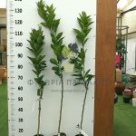 Γκρέιπ Φρουτ (Citrus × paradisi) - 3 lt